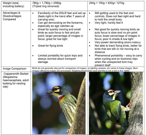 Handheld Bird Photography Bird Ecology Study Group