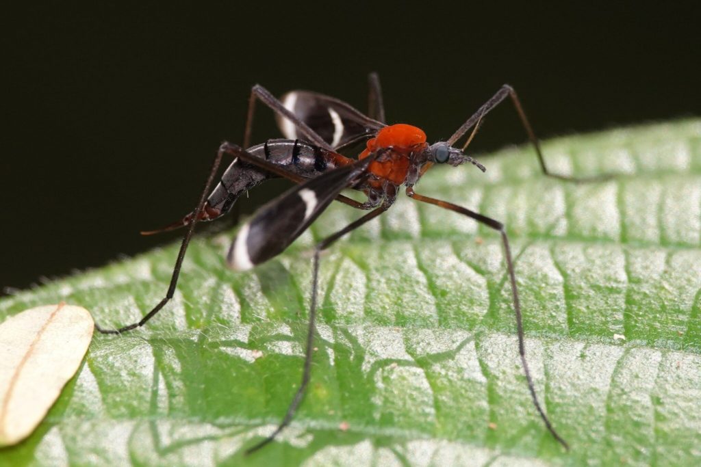 Crane Fly, Hexatoma sp. Bird Ecology Study Group