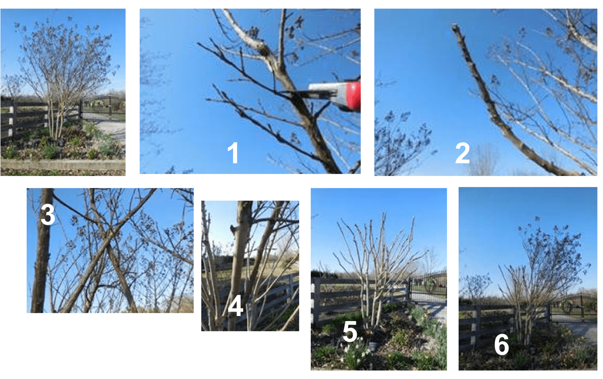 Proper Crape Myrtle Pruning Department of Biosystems Engineering and