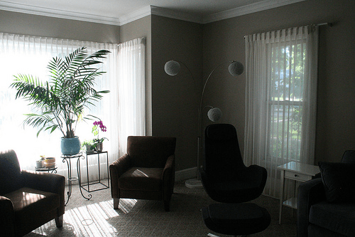 Zimmerpflanzen zur Luftreinigung Besser Gesund Leben