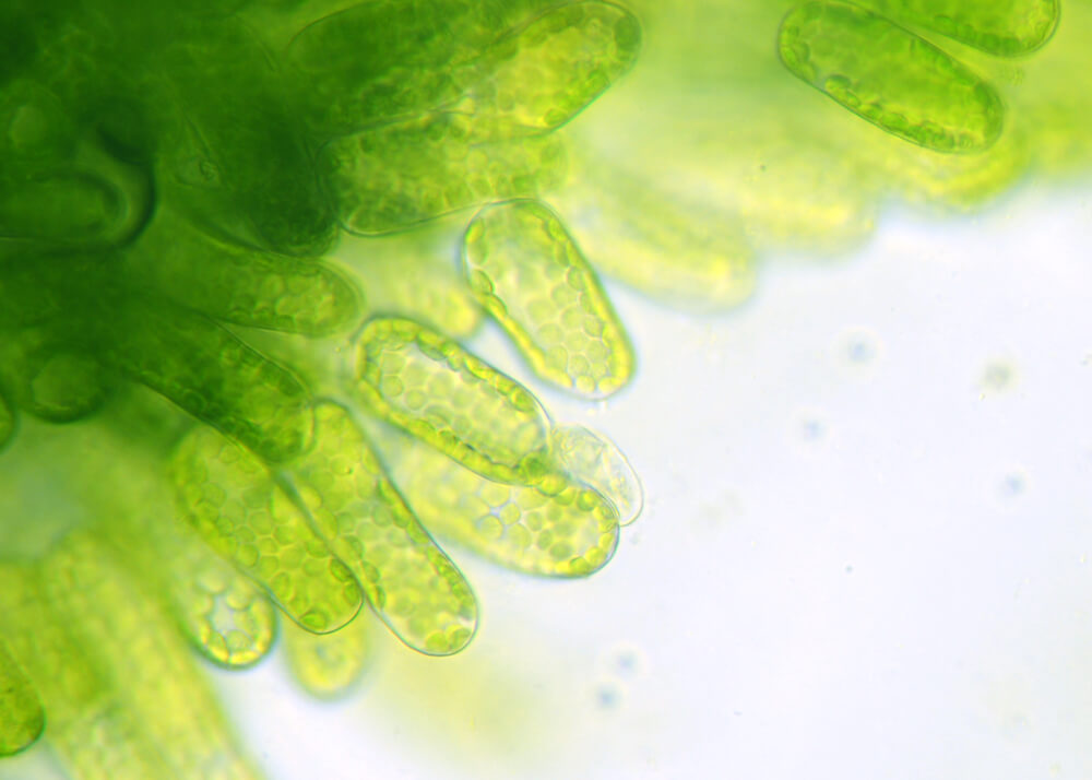 Chlorophyll Ein wunderbares natürliches Heilmittel