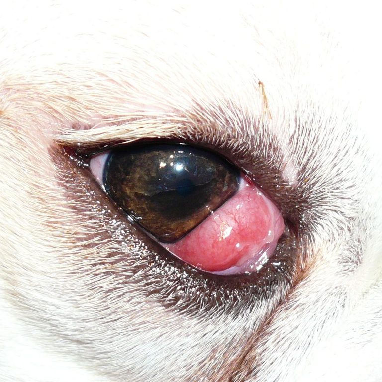 Fun Fact How Many Eyelids Do Dogs Have? Best Family Dogs