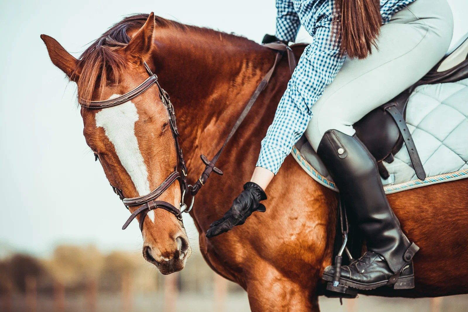 Top 3 Horse Training Tips for Beginners The best trending News blog Ever