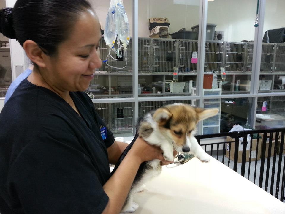 Bay Area Veterinary Specialists Best4Pets