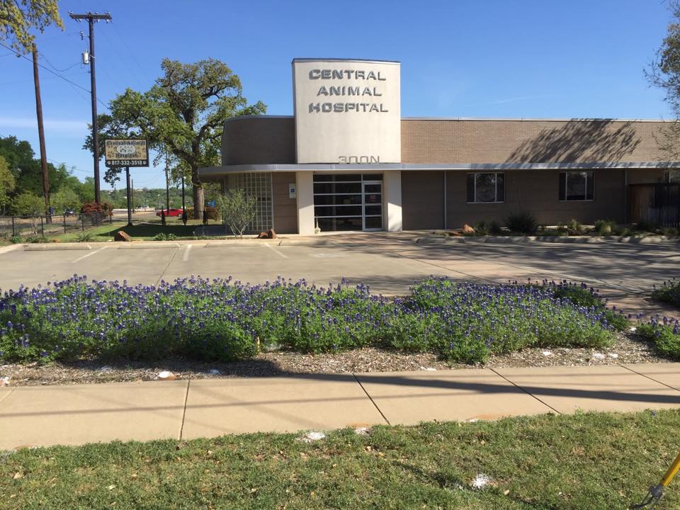 Central Animal Hospital Fort Worth Best4Pets