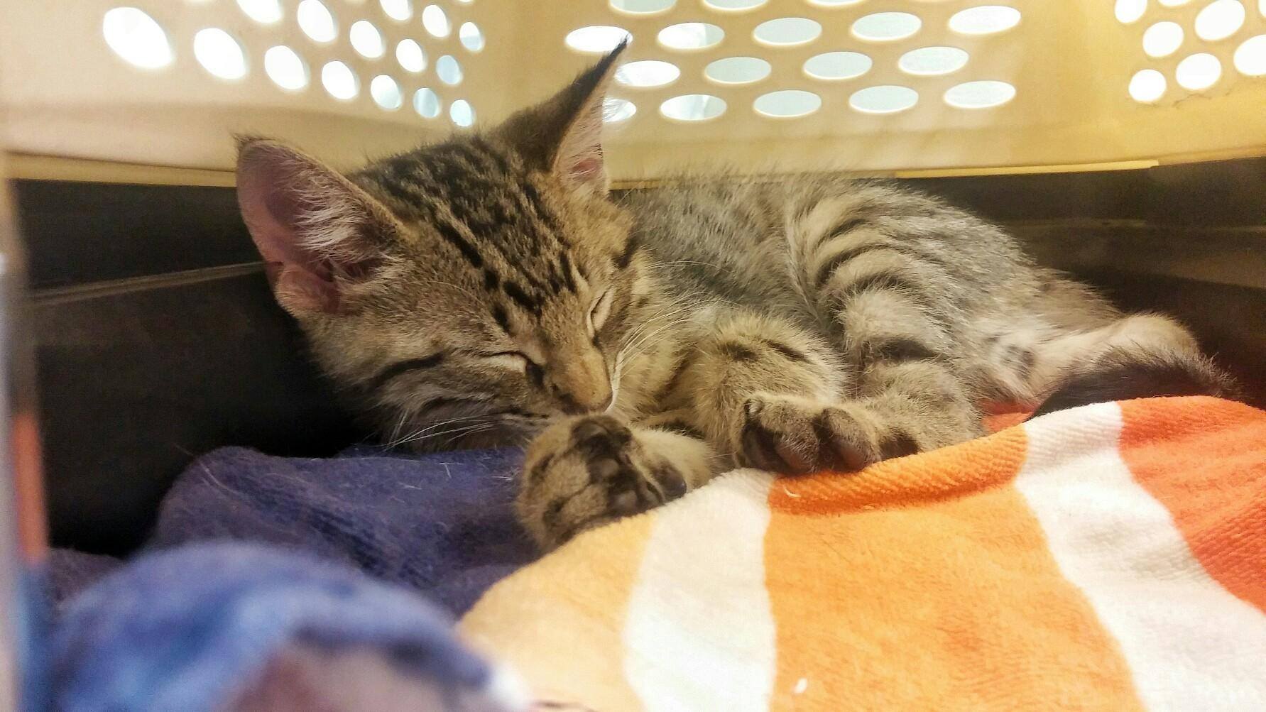 Dallas Pets Alive! Best4Pets