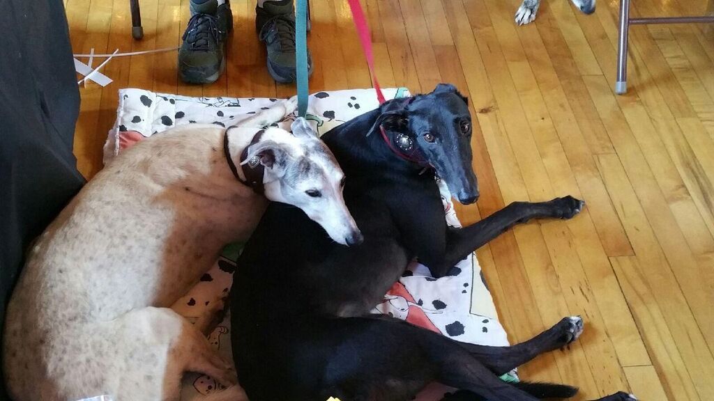 GreySave Greyhound Adoptions Best4Pets