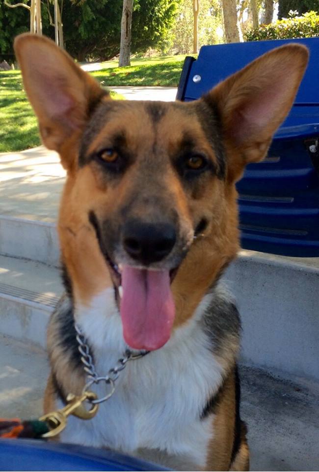 New Beginnings Animal Rescue