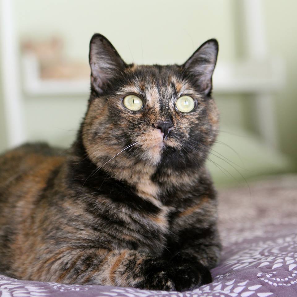 New Beginnings Animal Rescue