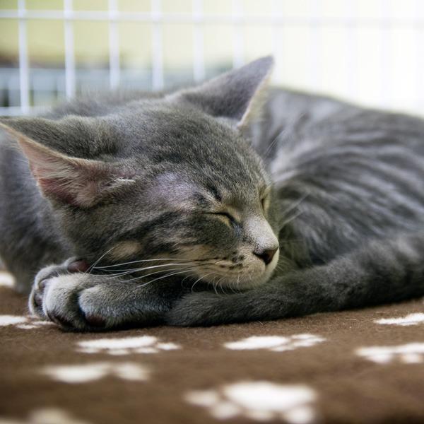 Pet Pal Animal Shelter Best4Pets
