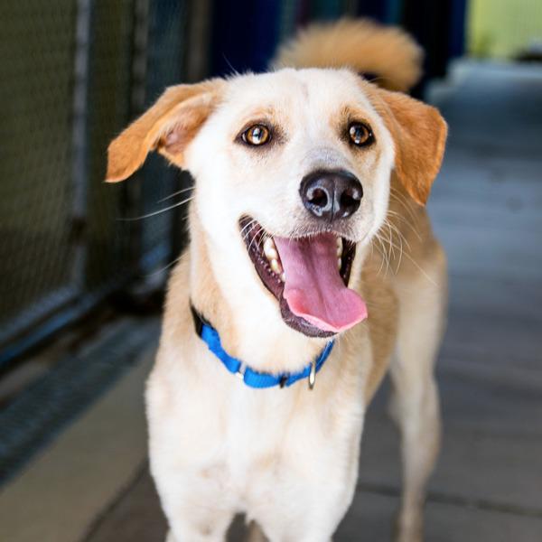 Pet Pal Animal Shelter Best4Pets