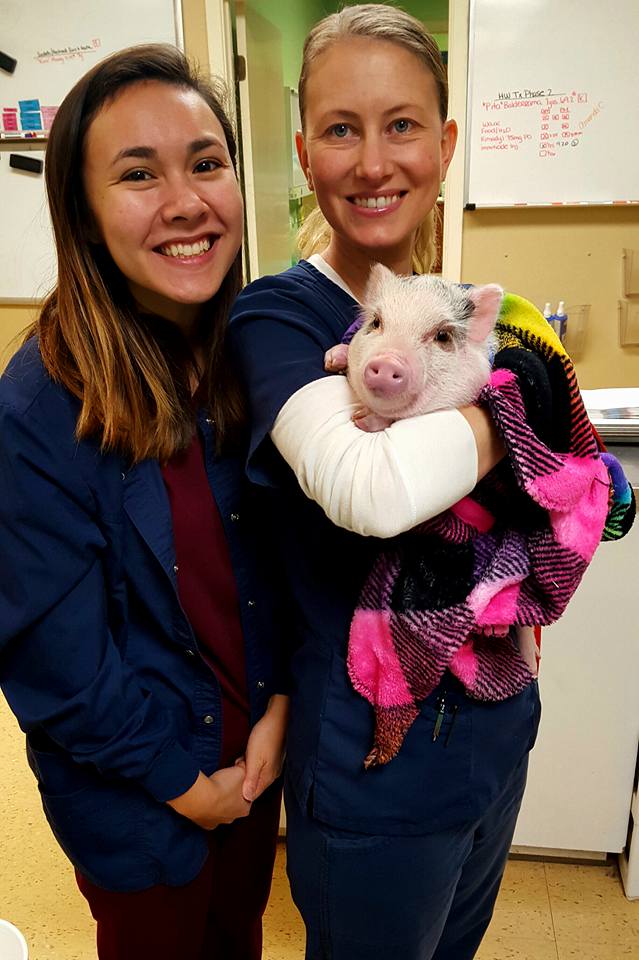 Affordable Pet Care Best4Pets