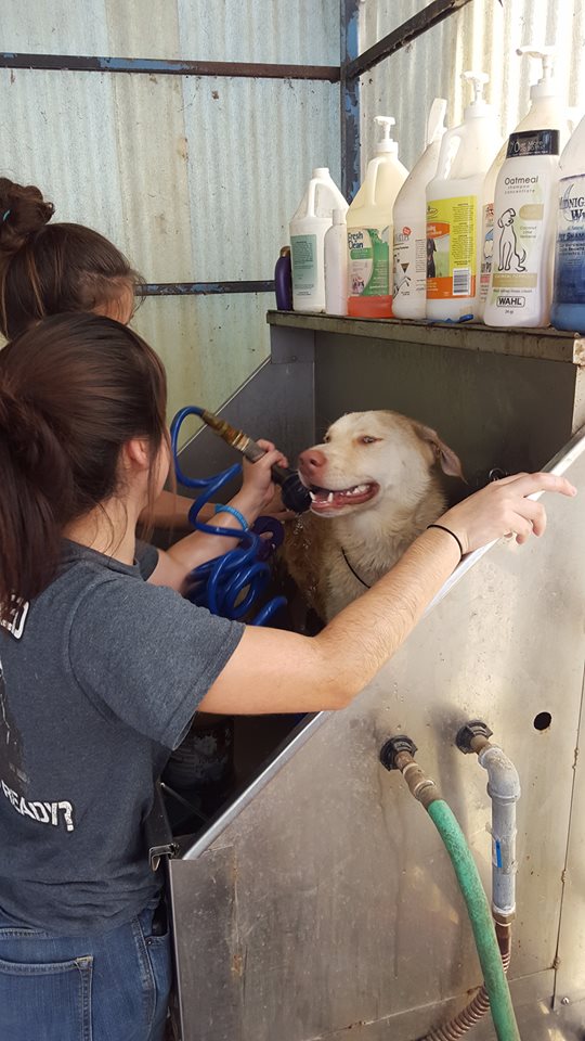 Paws Ranch Rescue Best4Pets