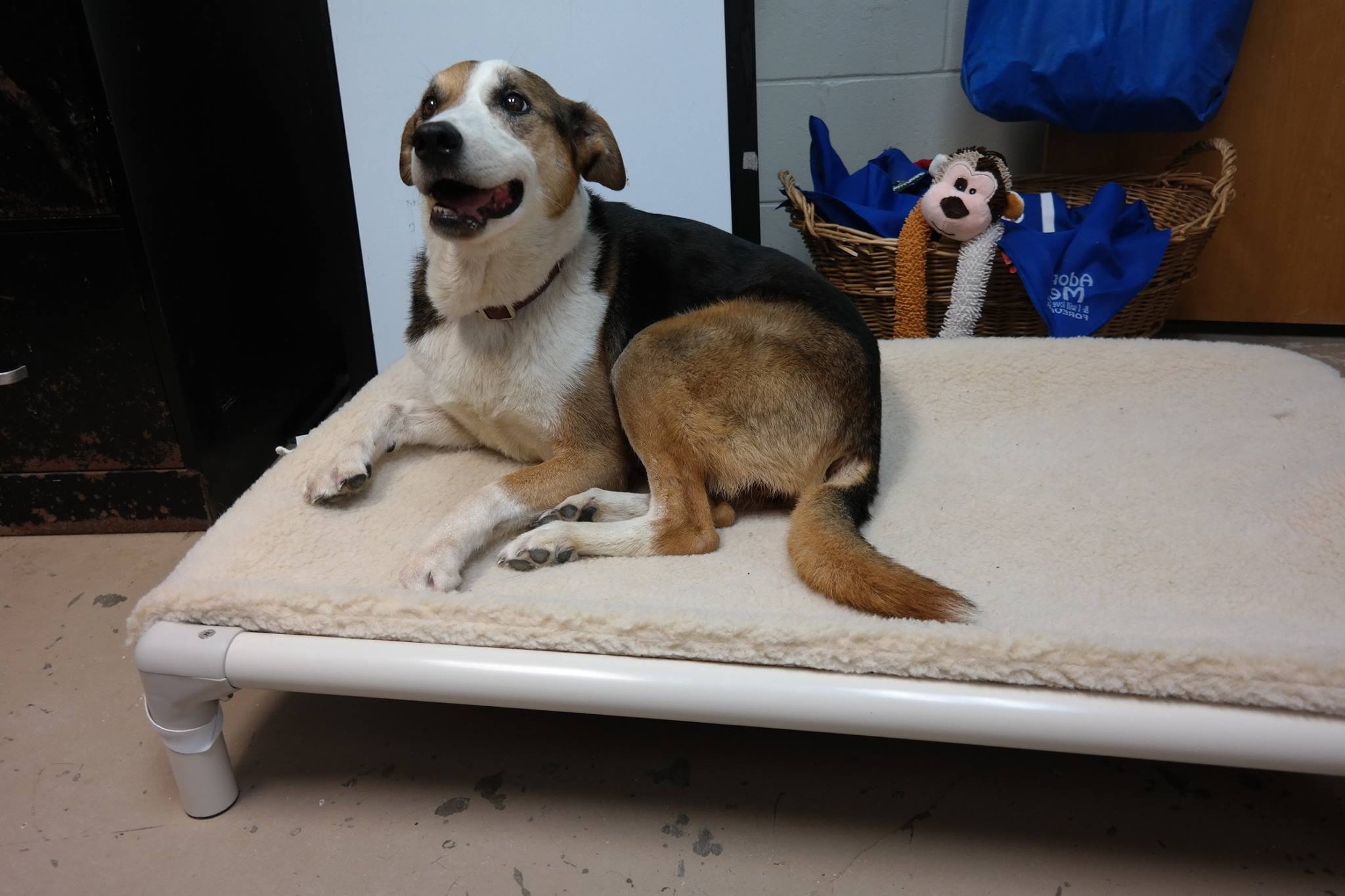 Safe Animal Shelter Best4Pets