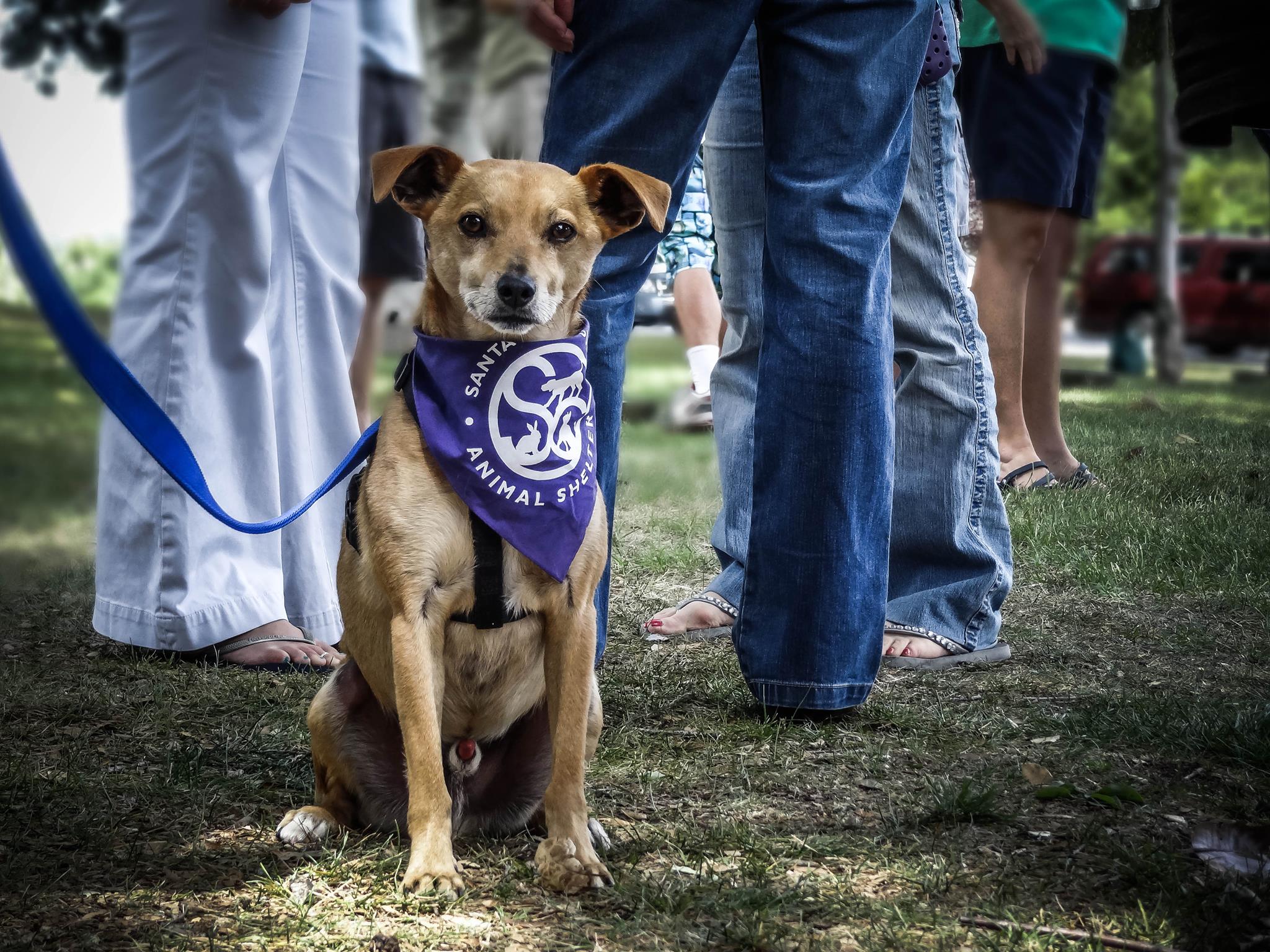 Santa Cruz County Animal Shelter Best4Pets