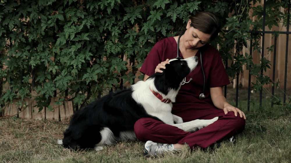 Smith & Shedd Family Pet Hospital Best4Pets