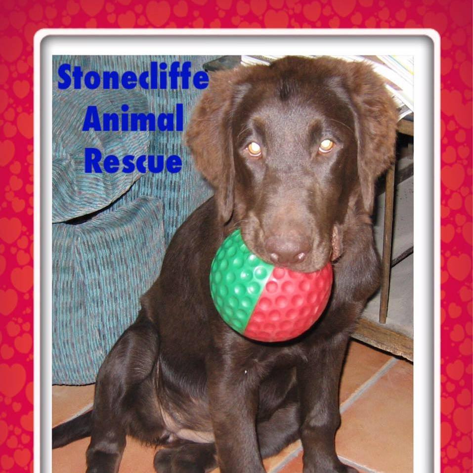 Stonecliffe Animal Rescue Best4Pets