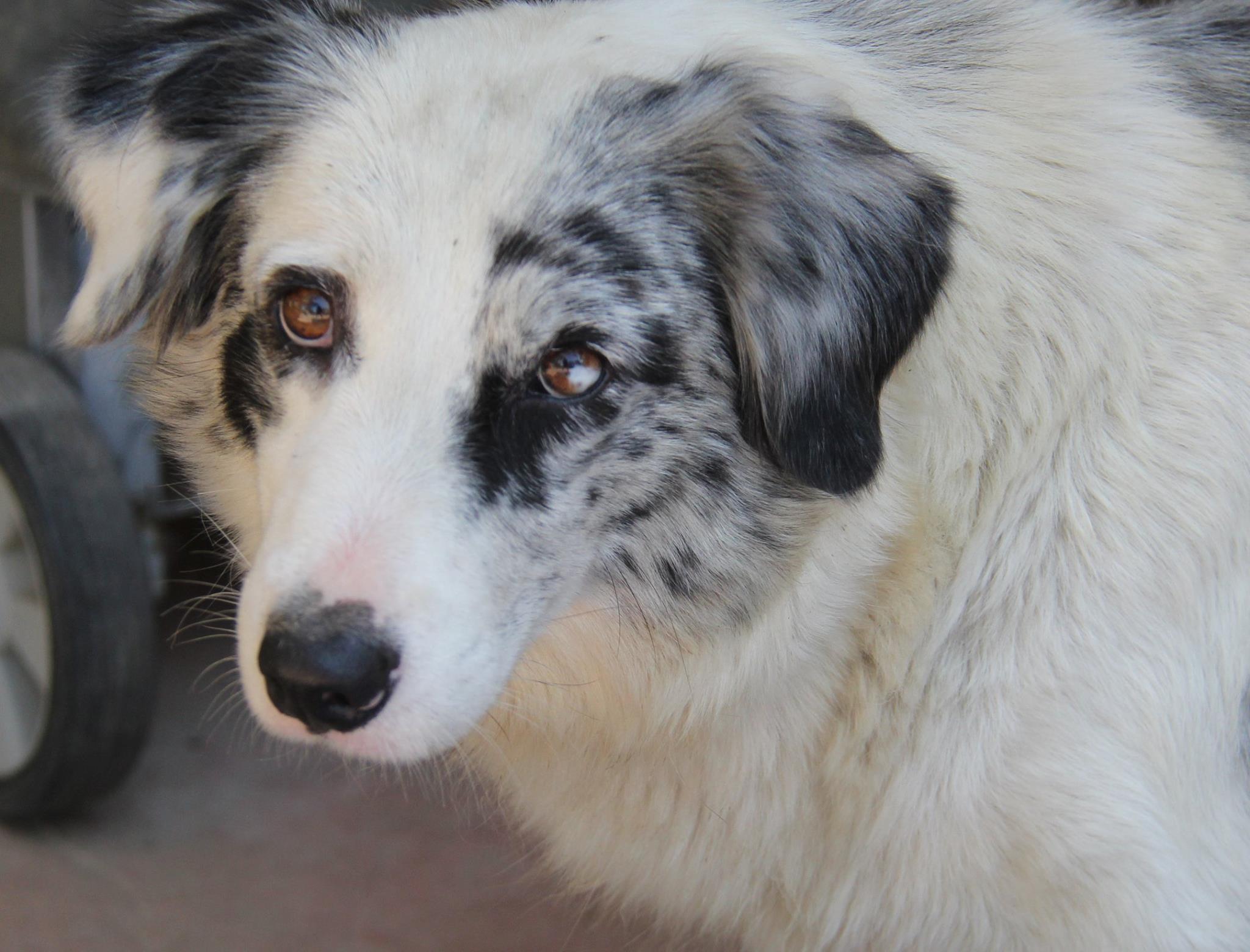 Stonecliffe Animal Rescue Best4Pets