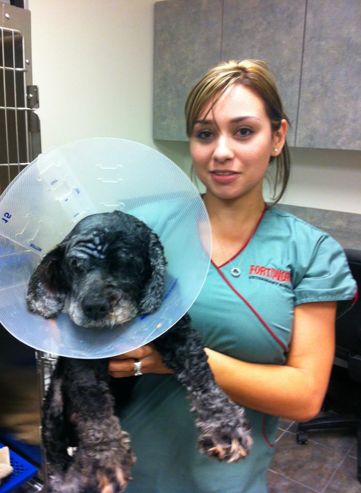 Fort Worth Veterinary Surgical Best4Pets