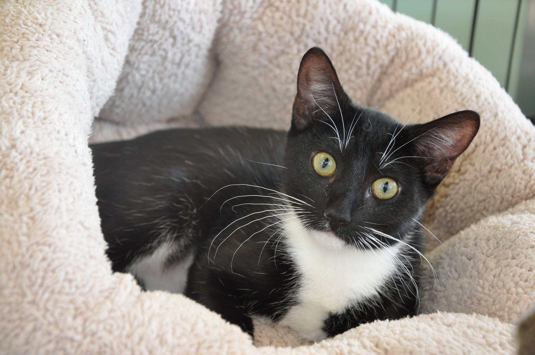 Tallahassee Pets Alive Best4Pets