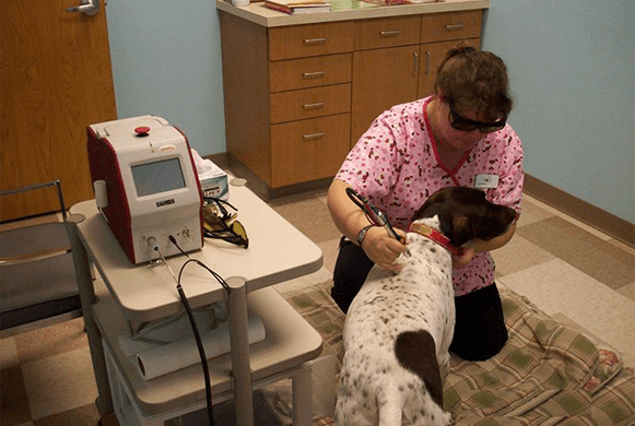 TLC First Animal Hospital Best4Pets