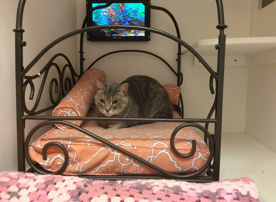 East Lake Cat Care Center Best4Pets