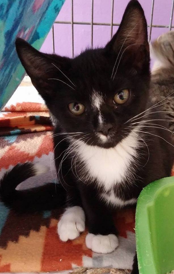 Pets Alive - Best4Pets