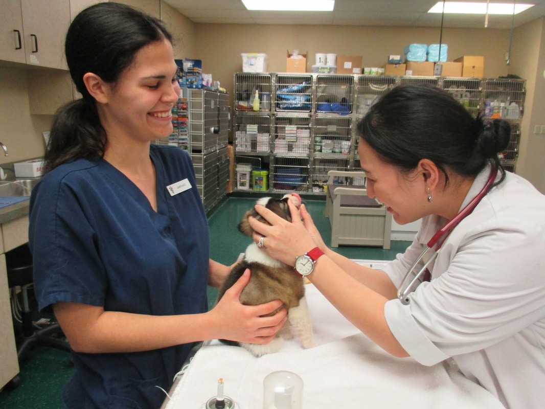 Williamsburg Veterinary Clinic Best4Pets
