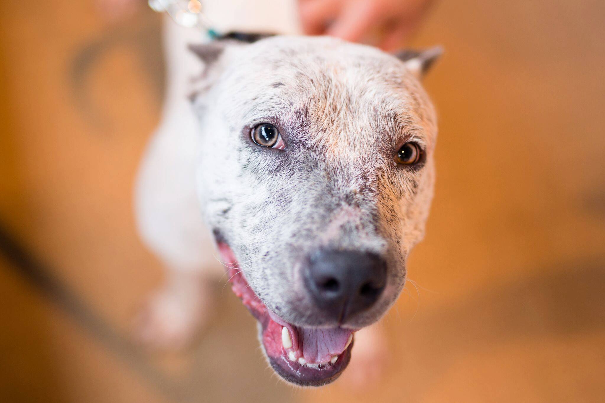 Big Dog Ranch Rescue, Inc Best4Pets