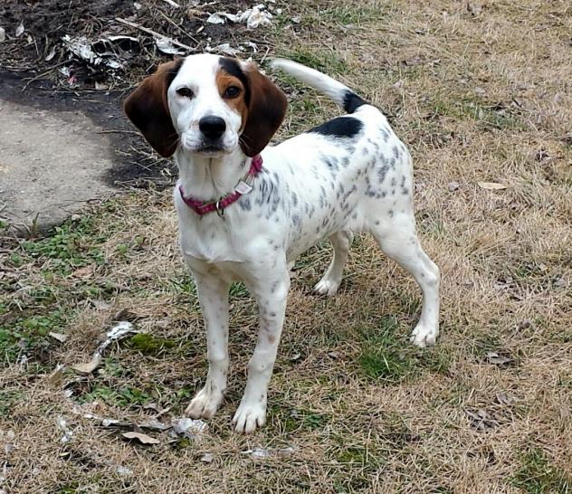 HART of Cincinnati Animal Rescue Best4Pets