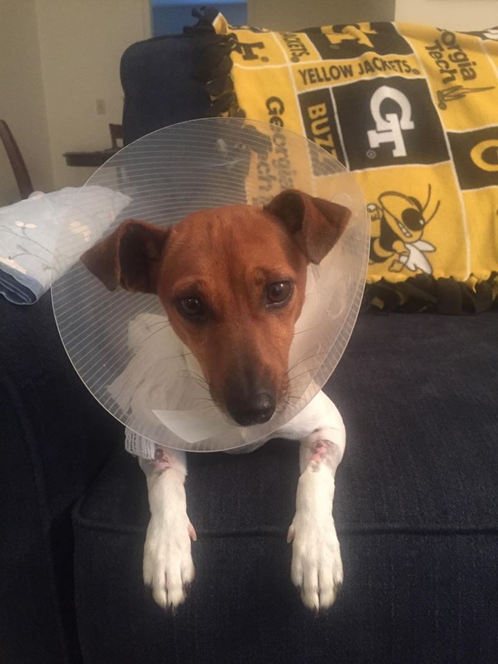 HART of Cincinnati Animal Rescue Best4Pets