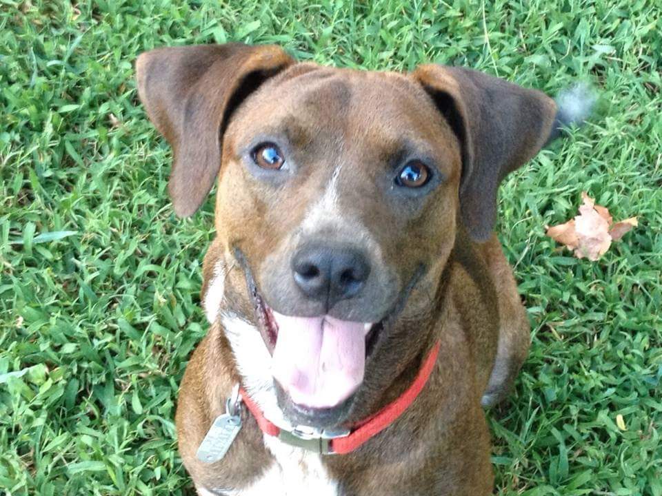 Ruff Love Rescue Best4Pets