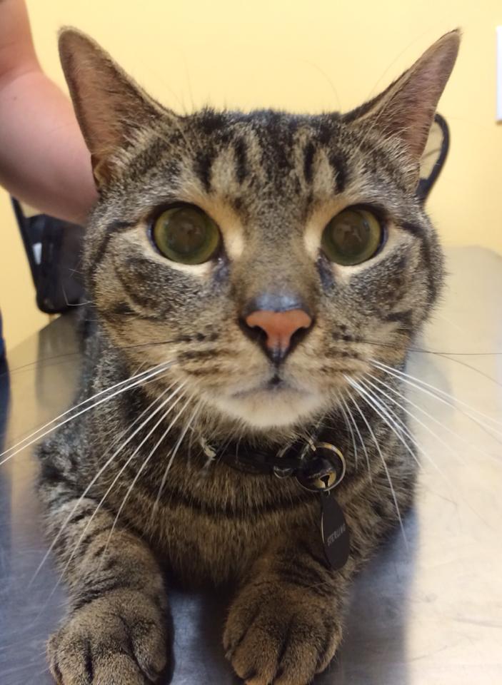 Glendale Veterinary Clinic Best4Pets