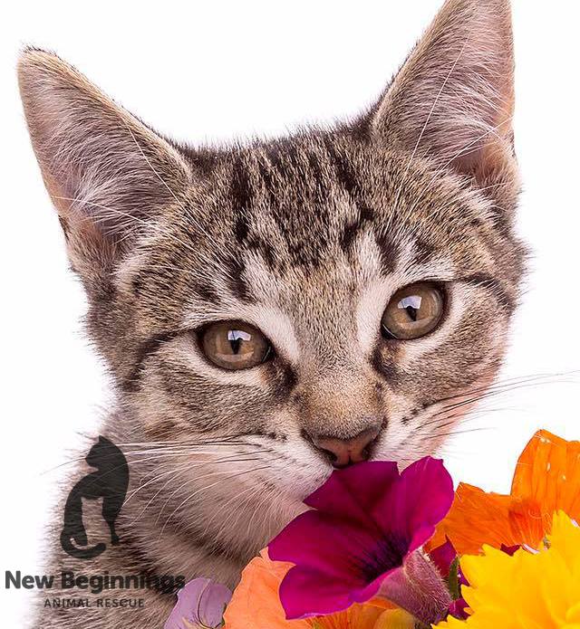 New Beginnings Animal Rescue Best4Pets