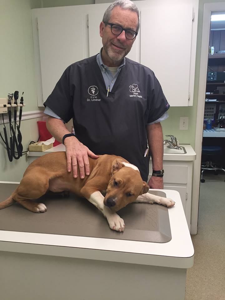 Airport Veterinary Hospital Best4Pets