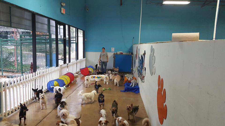 Lucy's Doggy Day Care and Spa Best4Pets