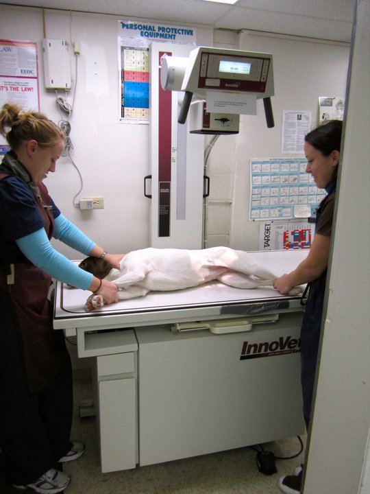 Waverly Animal Hospital Best4Pets