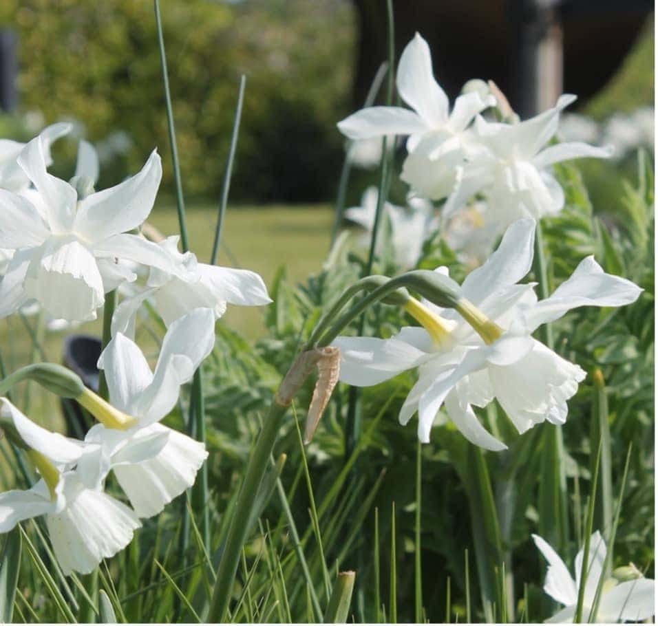 Planting a succession of bulbs