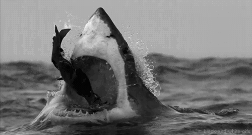 30 Incredible Shark Gifs at Best Animations
