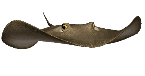 Ocean Fish Animated Gifs Underwater Amazing Pictures Best Animations