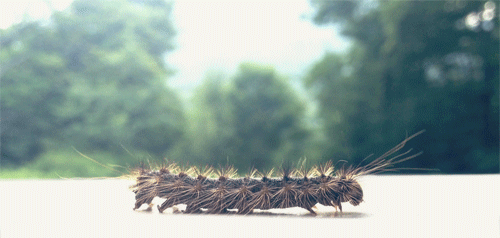 Free Animated Bugs, Insects, Dragonflies Gifs at Best Animations