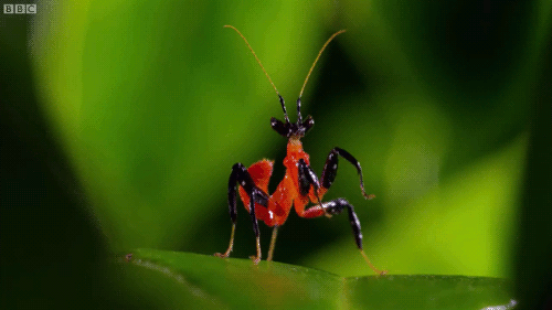 Free Animated Bugs, Insects, Dragonflies Gifs at Best Animations