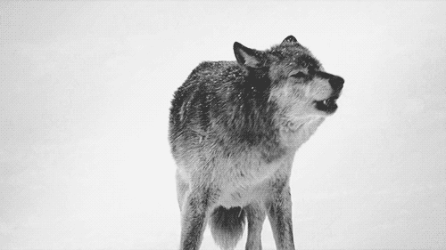 25 Amazing Wolf Animated Gif Pictures Best Animations