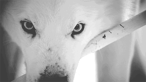 25 Amazing Wolf Animated Gif Pictures Best Animations