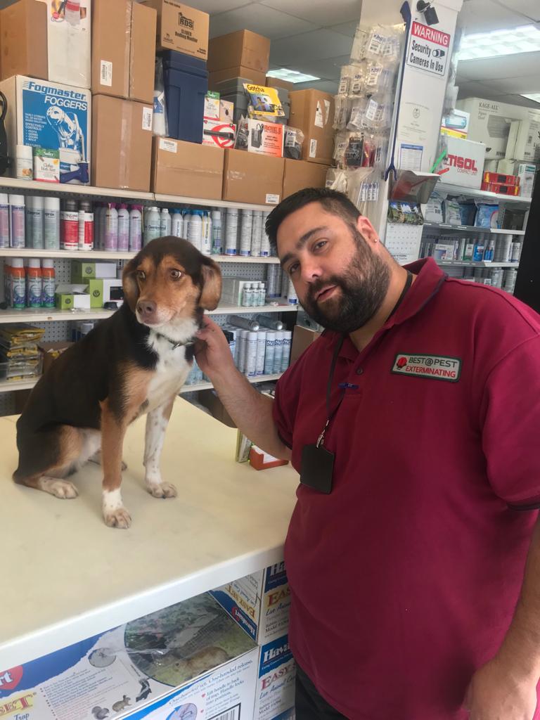 k9Bed bug sniffing Dog Best Pest NYC