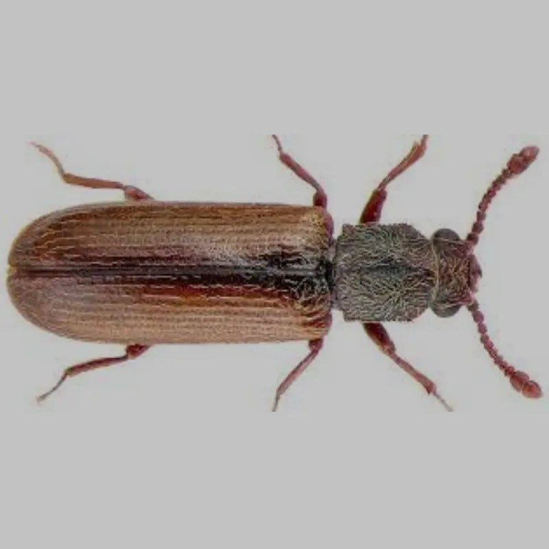 Powder Post Beetle Best Pest NYC