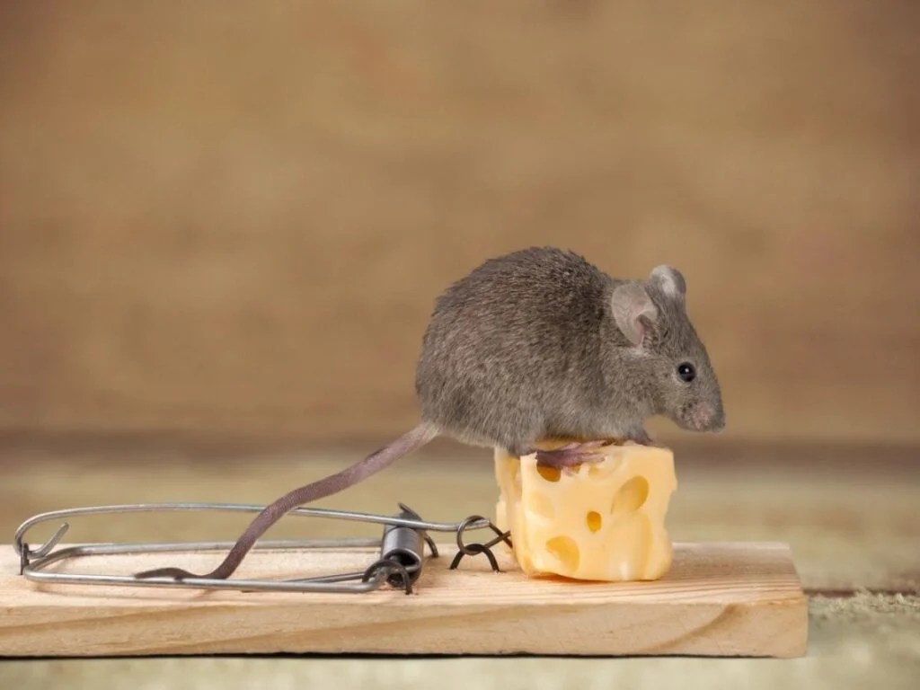 Noises In The Attic Complete Most Common Types Guide