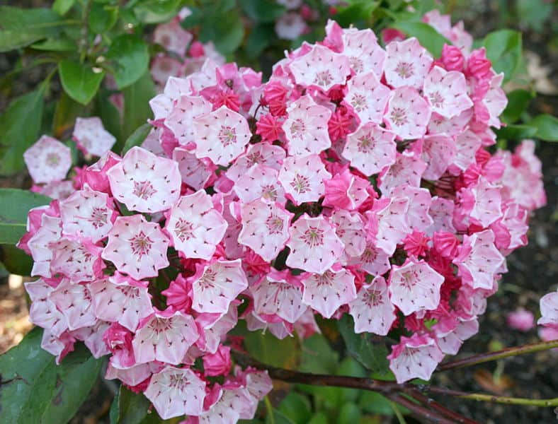 Connecticut State Flower Is A Pink And White Beauty BestAttractions