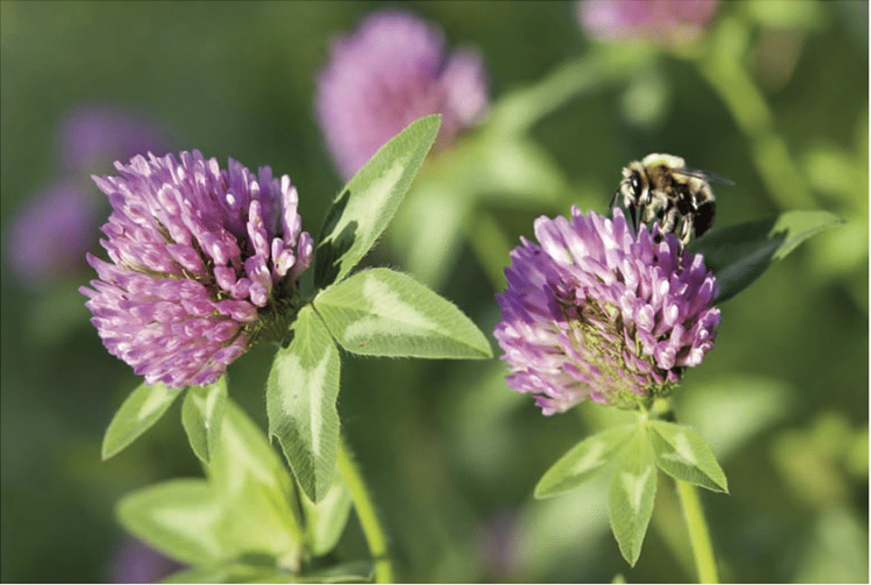Exploring Types of Bees 14 Bee Species and Bee Varieties