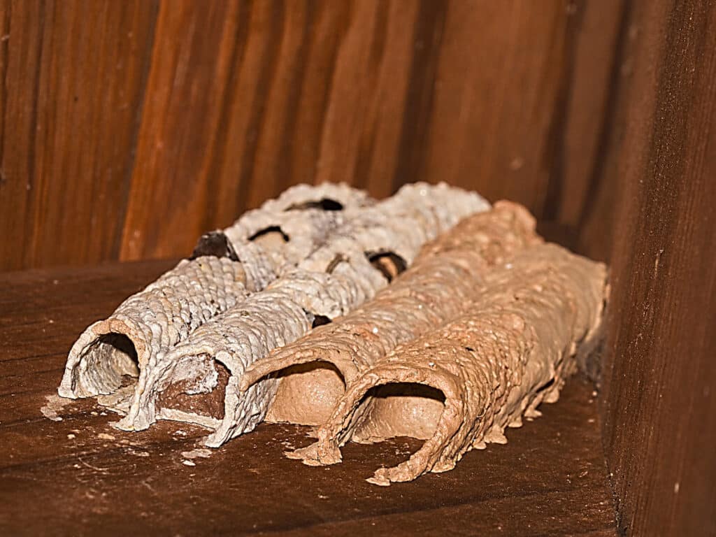 What You Should Know About Wasp Nests The Different Types, How to